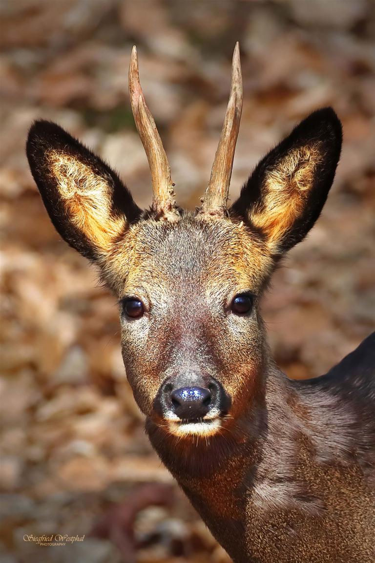 78. Rehbock, 3 mm Acrylglas vor Alu-Dibond | 40 x 60 cm | 145,- €