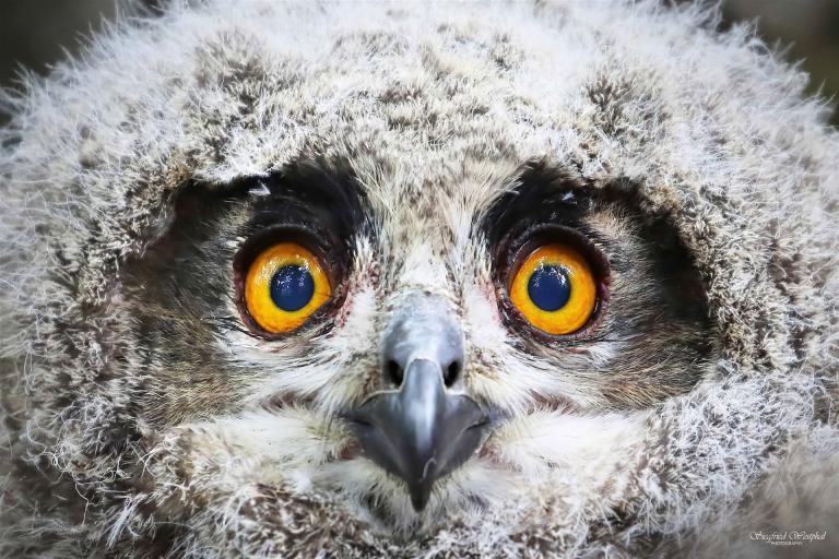 79. Uhukind, 3 mm Acrylglas vor Alu-Dibond | 60 x 40 cm | 145,- €