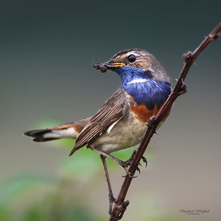 8. Blaukehlchen mit Spinne, 3 mm Acrylglas vor Alu-Dibond | 40 x 40 cm | 135,- €