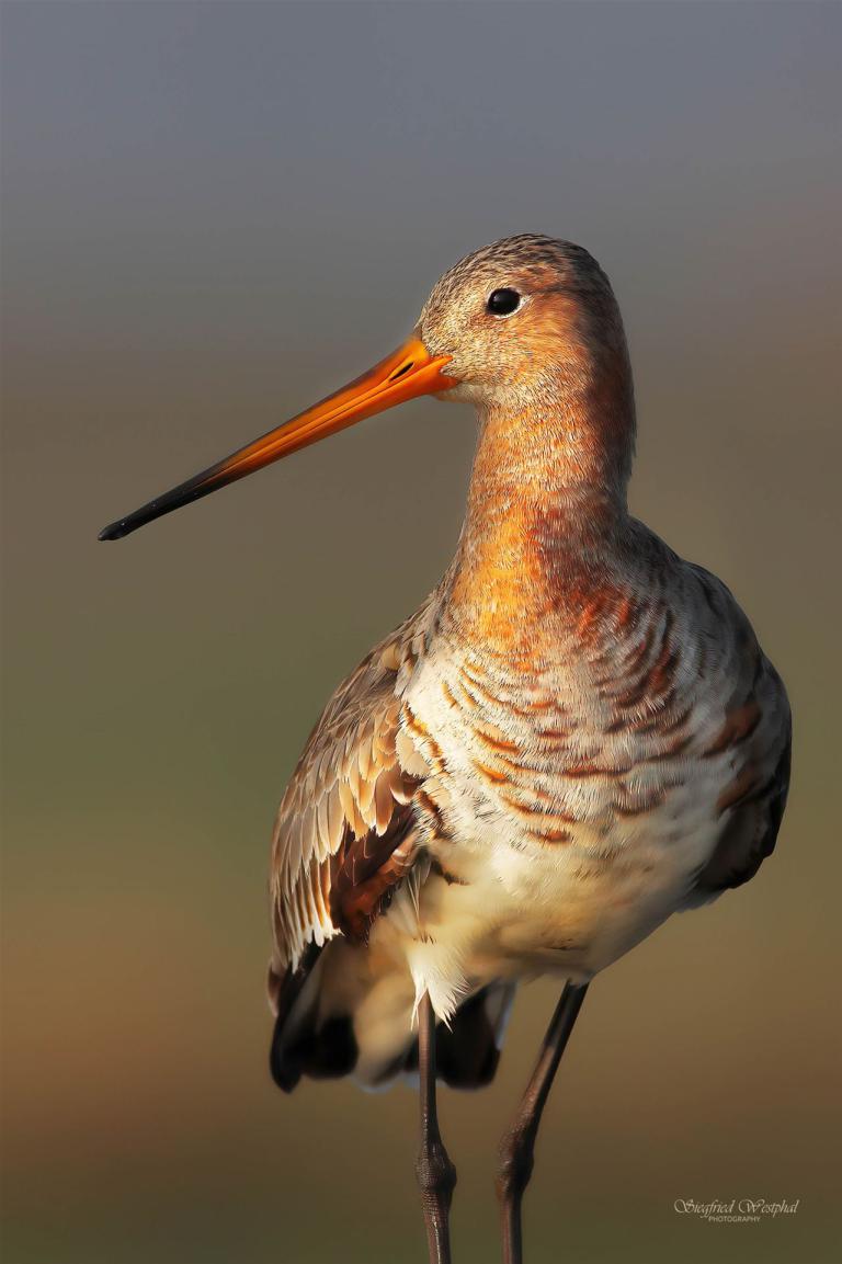 80. Uferschnepfe, 3 mm Acrylglas vor Alu-Dibond | 40 x 60 cm | 145,- €