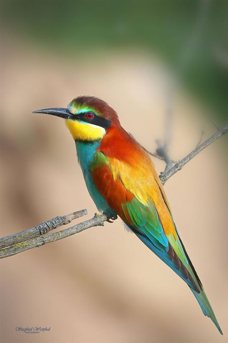 81. Bienenfresser, 3 mm Acrylglas vor Alu-Dibond | 40 x 60 cm | 145,- €