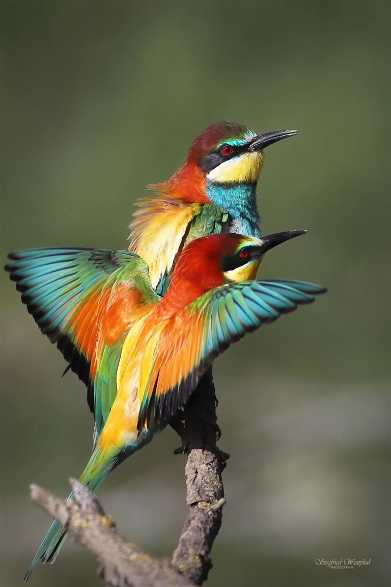 82 Bienenfresserpärchen, 3 mm Acrylglas vor Alu-Dibond | 40 x 60 cm | 145,- €