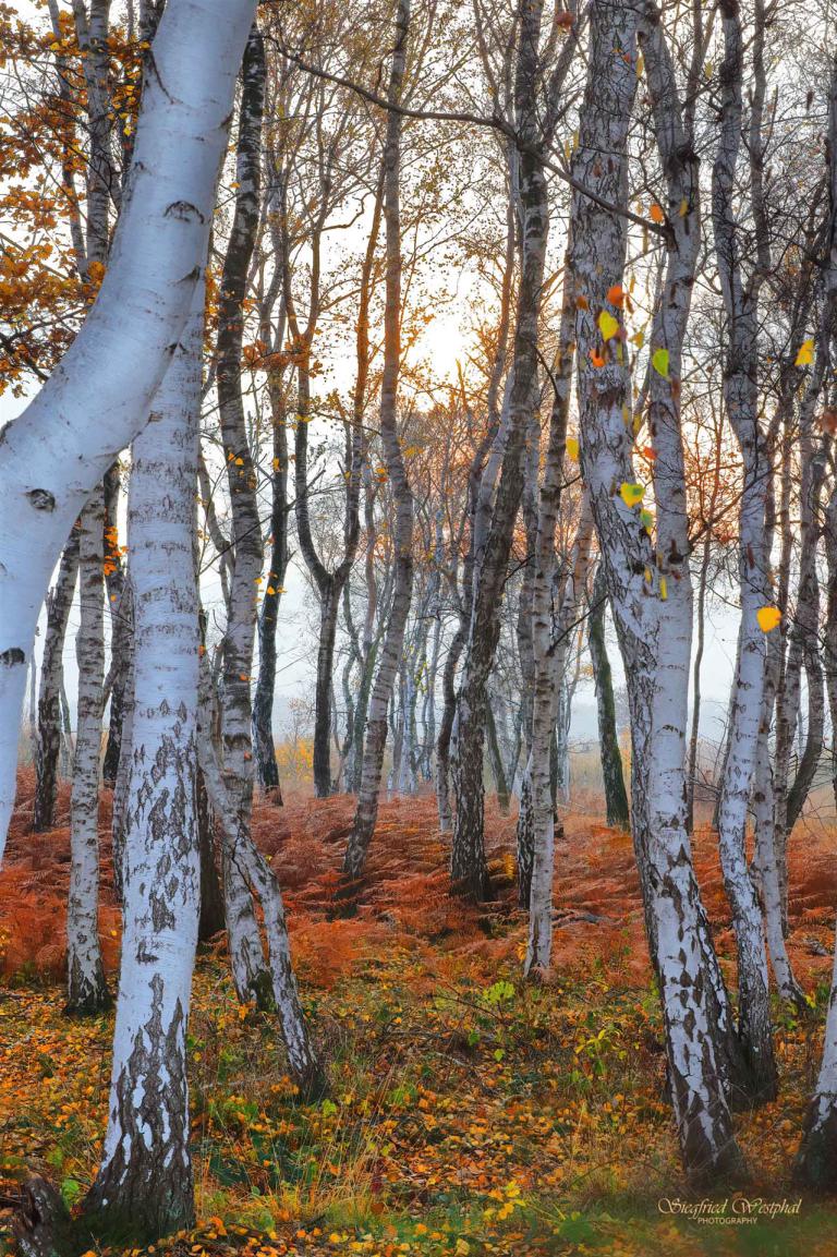 83. Birkenwald, 3 mm Acrylglas vor Alu-Dibond | 40 x 60 cm | 145,- €