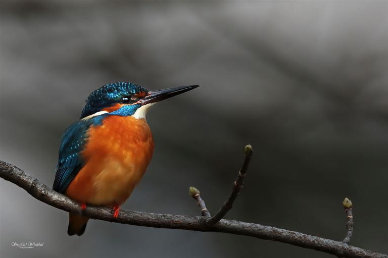 84. Eisvogel 5, 3 mm Acrylglas vor Alu-Dibond | 60 x 40 cm | 145,- €