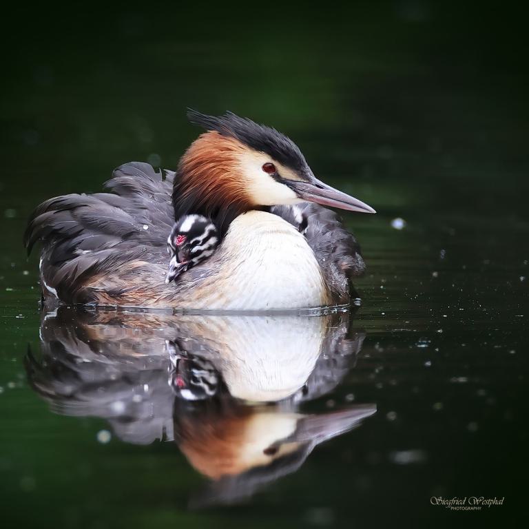 86. Haubentaucher Mamataxi, 3 mm Acrylglas vor Alu-Dibond | 40 x 40 cm | 135,- €