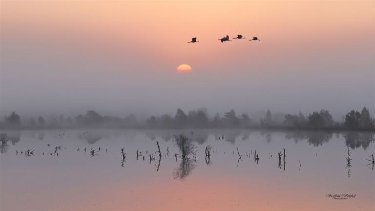 87. Kraniche vor Nebelsonne, 3 mm Acrylglas vor Alu-Dibond | 80 x 45 cm | 195,- €