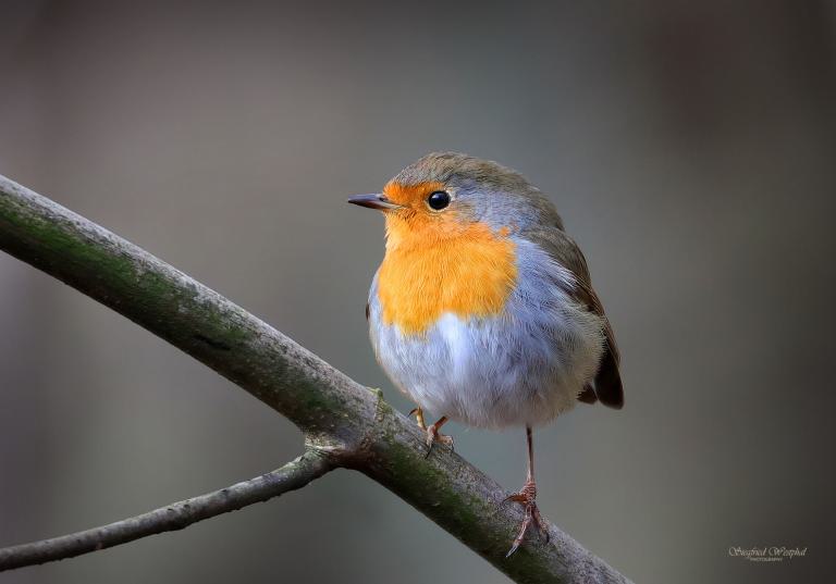 89. Rotkehlchen, 3 mm Acrylglas vor Alu-Dibond | 60 x 40 cm | 145,- €