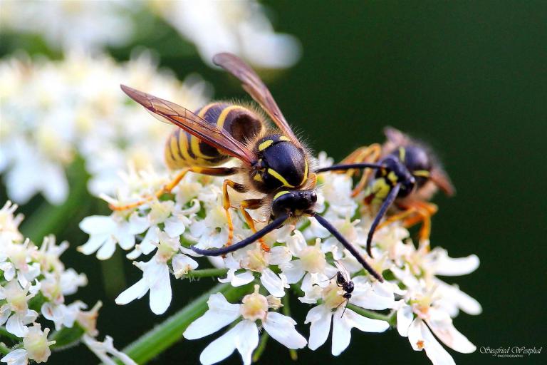 9. Wespen, 5 mm Acrylglas | 60 x 40 cm | 145,- €