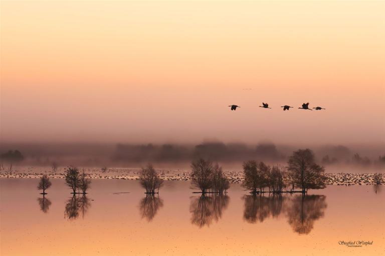 90. Kraniche am Morgen, 3 mm Acrylglas vor Alu-Dibond | 60 x 40 cm | 145,- €