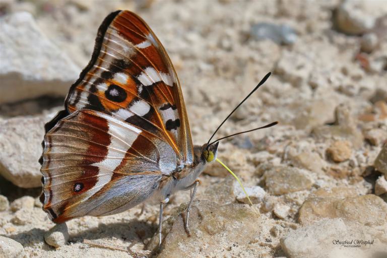 93. Großer Schillerfalter, 3 mm Acrylglas vor Alu-Dibond | 60 x 40 cm | 145,- €