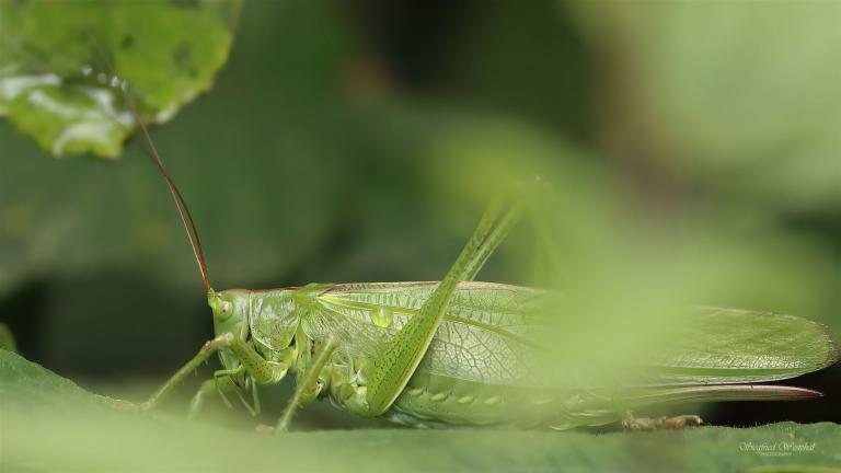 94. Großes Heupferd, 3 mm Acrylglas vor Alu-Dibond | 64 x 36 cm | 145,- €