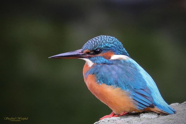 38 Eisvogel 2, 5mm Acrylglas | 60x40cm | 145,- €