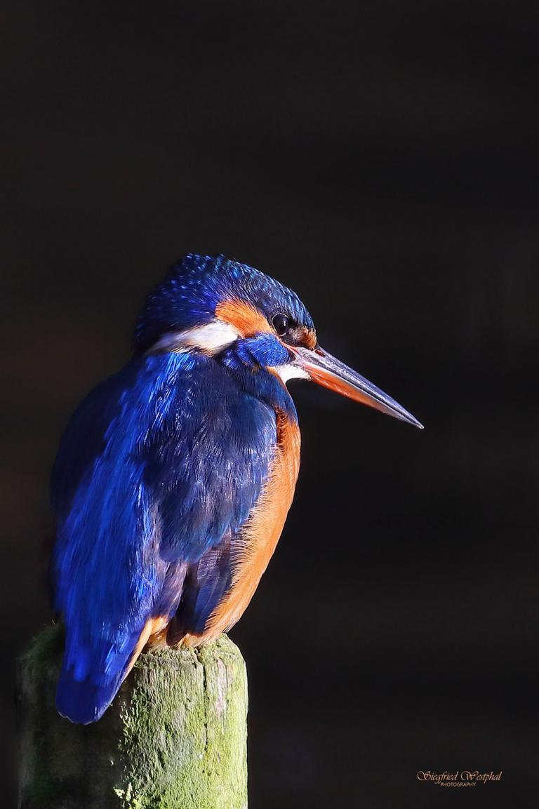 66. Eisvogel 4, 3 mm Acrylglas vor Alu-Dibond | 40 x 60 cm | 145,- €