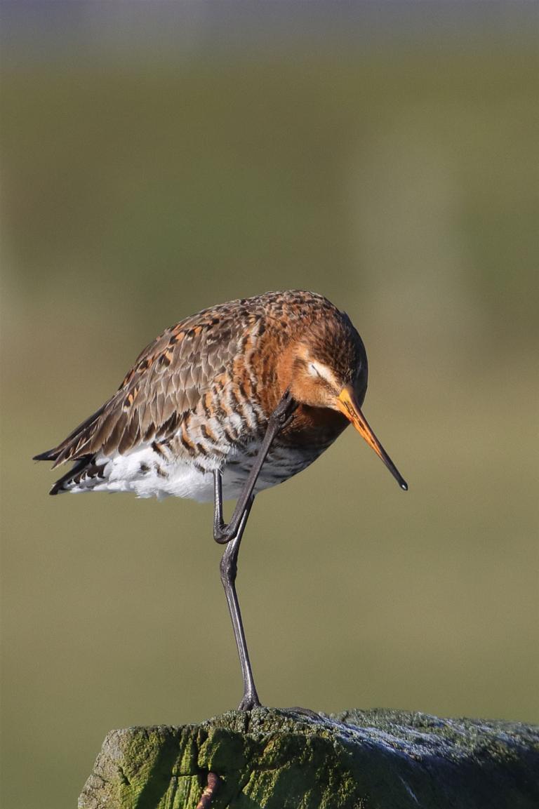 Uferschnepfe - nachdenklich