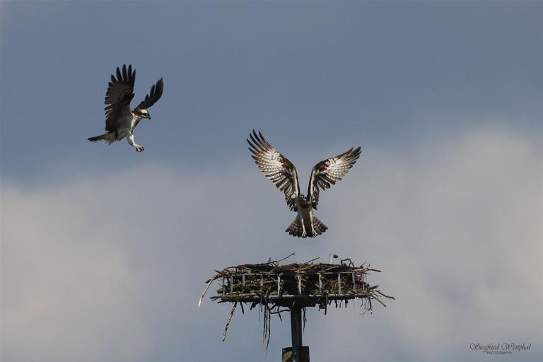 Streit um das Fischadlernest