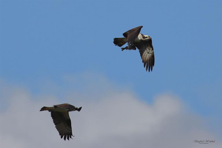 Streit um den gefangenen Fisch