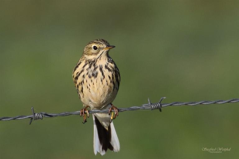 Wiesenpieper