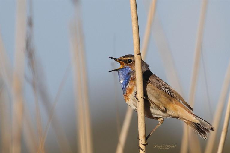 singendes Blaukehlchen