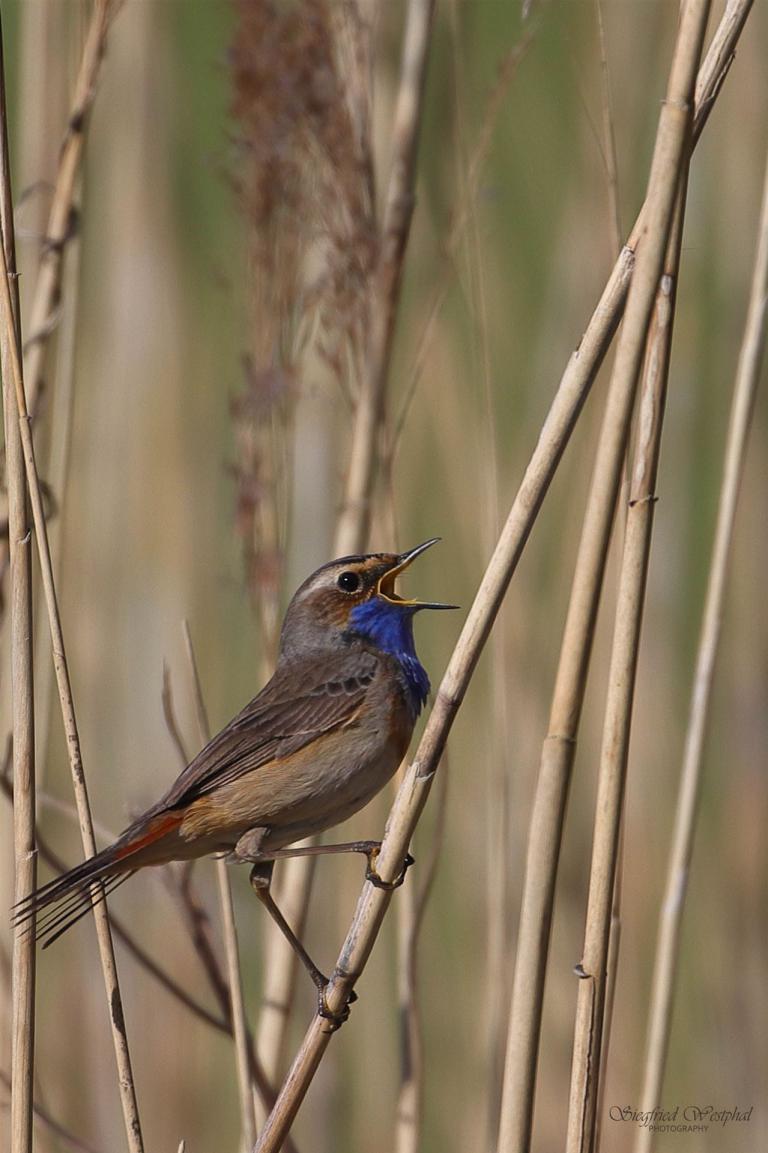 Blaukehlchen singt