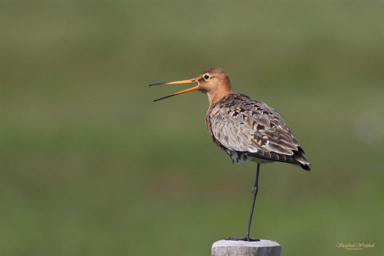 rufende Uferschnepfe