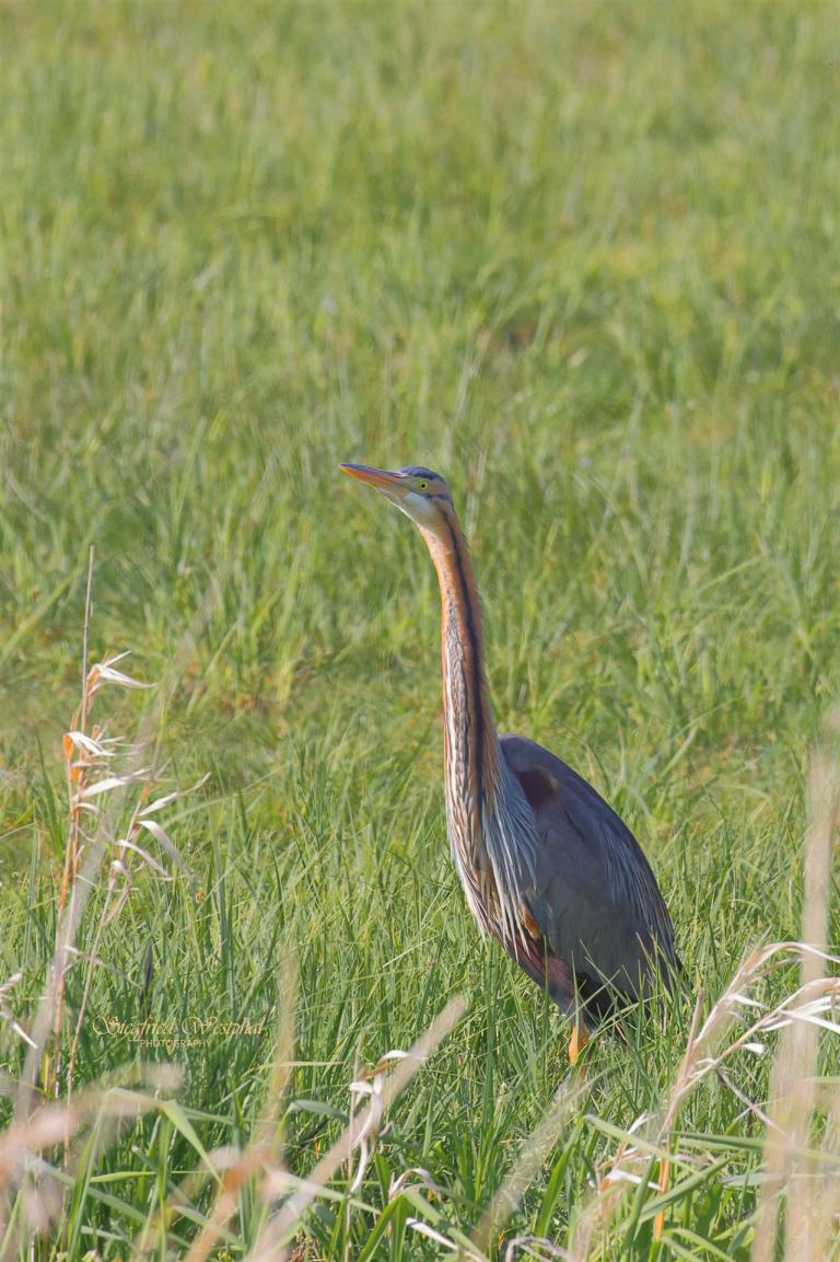Eine besondere Rarität: Der Purpurreiher