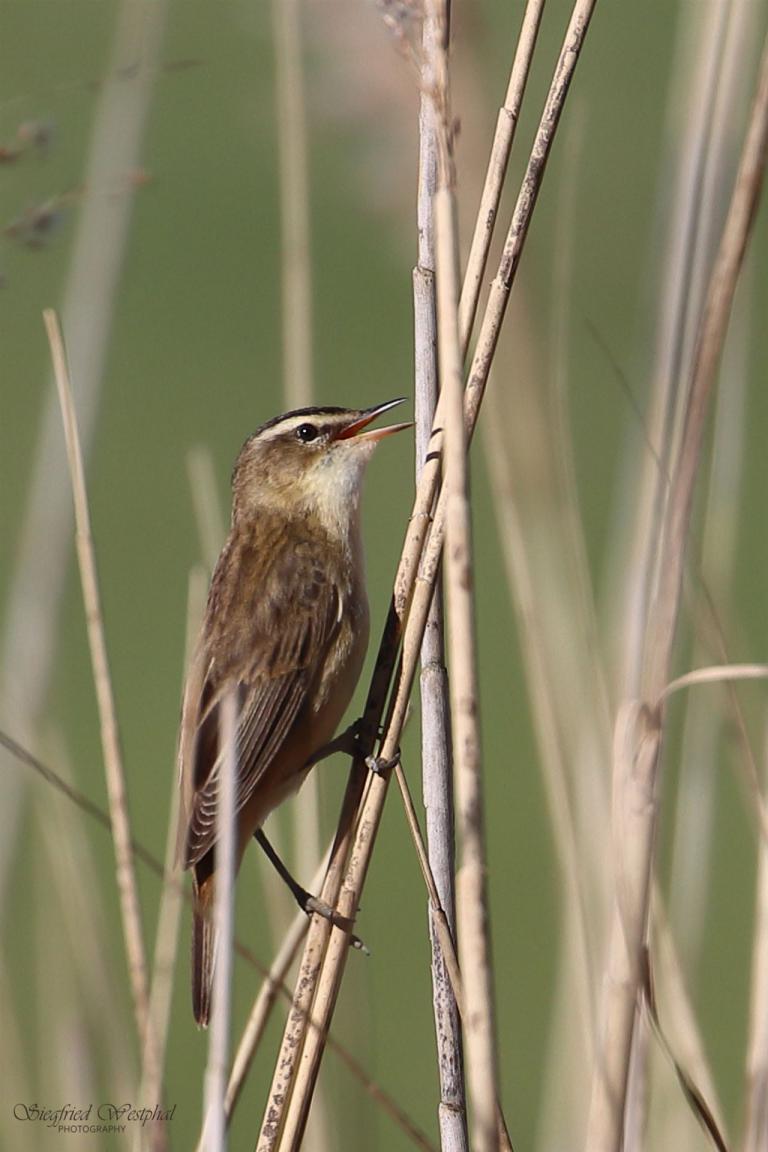 Schilfrohrsänger