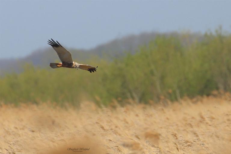 Rohrweihe sucht im Schilf nach Beute
